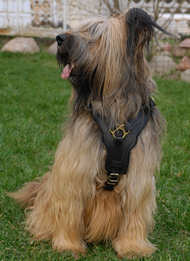 Exclusive Luxury Handcrafted Padded Leather Dog Harness Briard