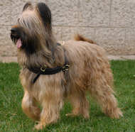 Briard dog harness, walking dog harness