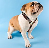 leather dog harness for english bulldog