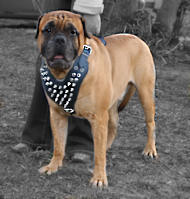 Bullmastiff Spiked leather dog harness