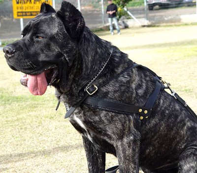 tracking pulling dog harness for cane corso
