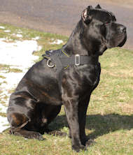 cane corso nylon dog harness