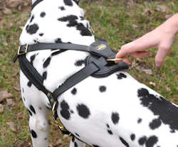 leather dog harness for walking and training your dog