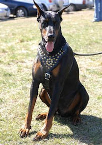 dog harness for doberman