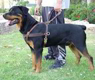Tracking/Pulling Large Leather Dog Harness for Rottweiler