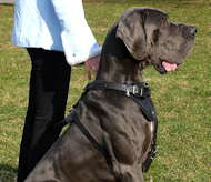dog harness great dane leather