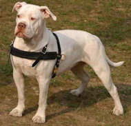 Tracking/Pulling Leather Dog Harness for American Bulldog