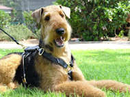 Luxury handcrafted dog harness- Airedale Terrier