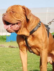 leather dog harness for dogue de bordeaux
