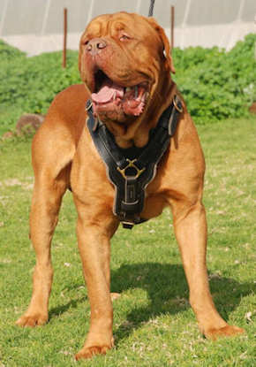 leather dog harnes for dogue de bordeaux