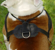 leather pulling dog harness for bulldog