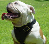 dog harness for english bulldog