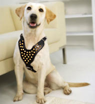 Labrador leather dog harness