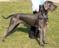 pulling tracking dog harness for great dane 