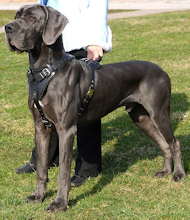 dog harness for great dane 