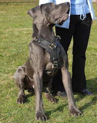 Great dane dog harness 