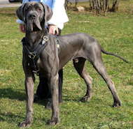 Exclusive Luxury Handcrafted Padded Leather Dog Harness