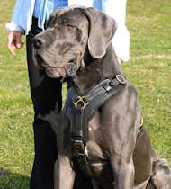 best dog harnes for great dane 