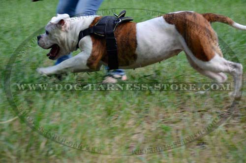 Practical and Strong Tracking/Pulling Harness for Golden Retriever