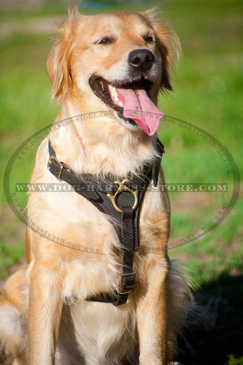 Strong Leather Tracking Dog Harness of Verified Design