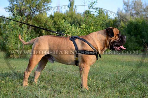 Reliable Leather Dog Harness Constructed for Pulling and Tracking with Thick Felt Padding