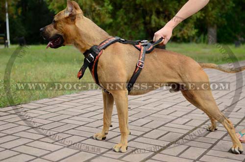 High Quality Dog Harness for Training of Verified Design