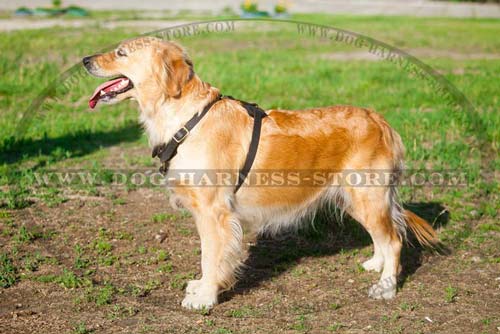 Tracking/Walking Light Weight Harness Very Comfortable for Active Breeds