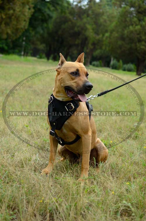 Dog Harness Made of Strong Solid Leather with Wide Padded Chest Plate
