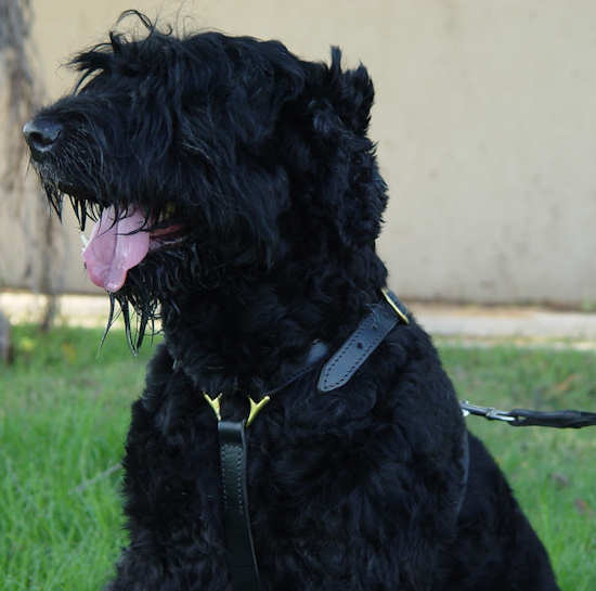 Luxury handcrafted dog harness- Black russian terrier