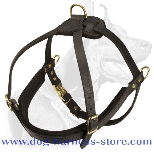 Tracking Leather Dog Harness for Bull Terrier - Pulling Harness
