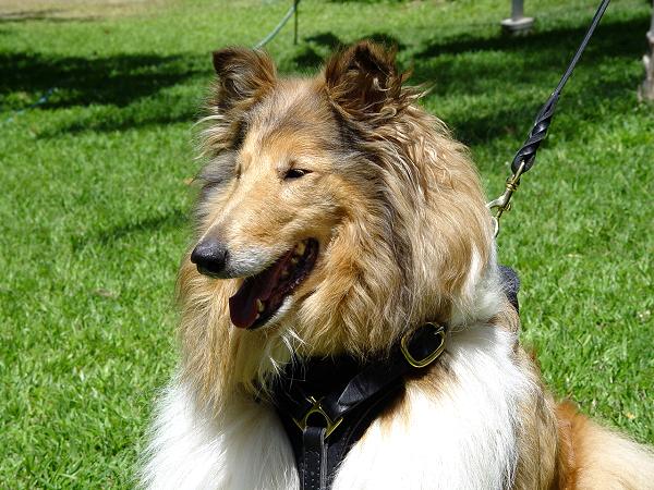 Tracking Walking leather dog harness - Collie dog harness