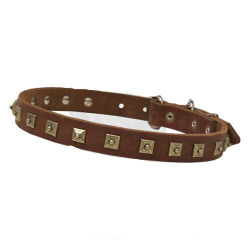 Leather Decorated Dog Collar with Attractive Brass Studs