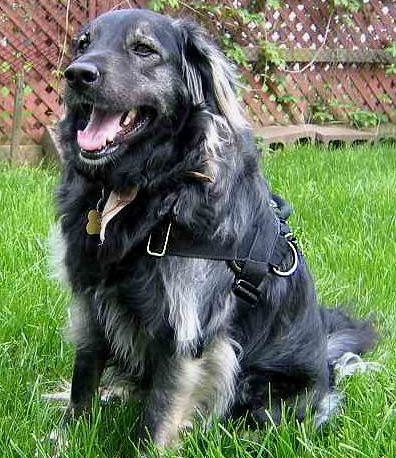 Leonberger dog harness - Nylon dog harness for wallking