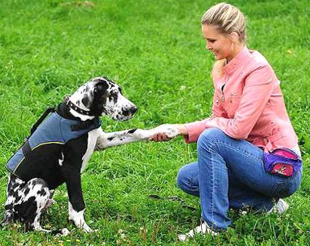 Dog Vest for DOGS-GREAT DANE Dog Coat /Dog Jacket