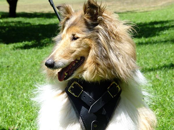 Designer best Leather Dog Harness for for Collie- dog harnes