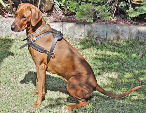 Rhodesian Ridgeback Pulling/Tracking Leather Dog Harness