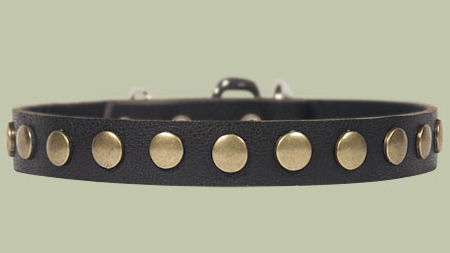 Studded Leather Puppy Collar for DOG puppy
