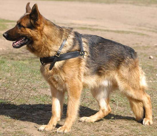 Tracking/Pulling Leather Dog Harness - German Shepherd