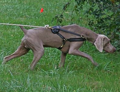 Weimaraner dog harness- Tracking,Sled Leather Dog Harness -