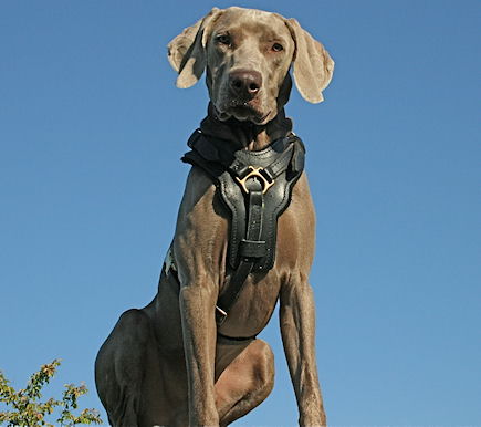 Exclusive Handcrafted Padded Leather Dog Harness for Weimaraner