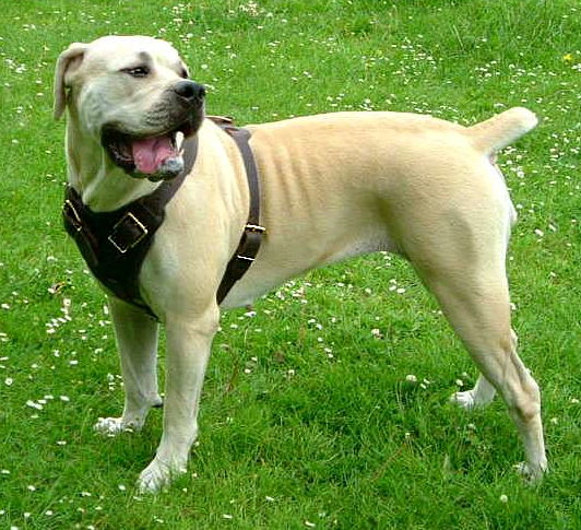 mastiff dog harness