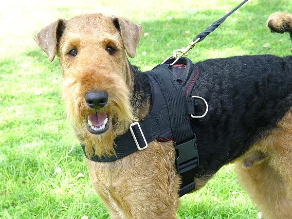 Nylon multi-purpose dog harness for tracking/pulling-Airedale