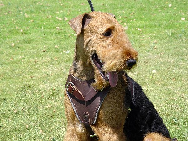 Walking Leather Dog Harness-Airedale Terrier harness