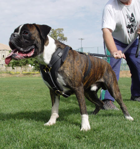 Nylon Service Training Dog Harness vest Padded Heavy Duty Pitbull Husky Boxer