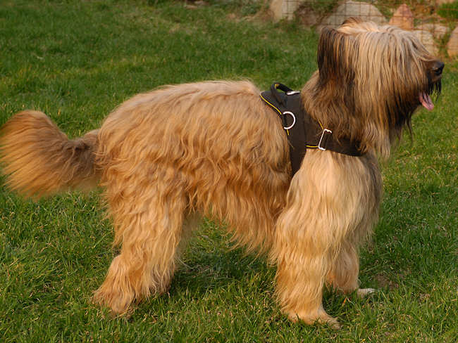 Nylon multi-purpose dog harness for tracking / pulling Briard