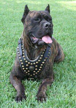 Royal Dog Harness - Exclusive Design Studded Leather Harness