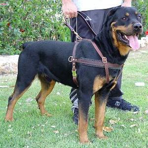 Tracking/Pulling Large Leather Dog Harness for Rottweiler