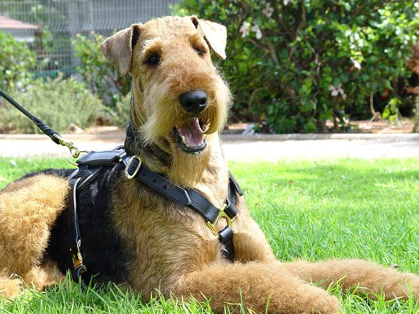 Luxury handcrafted dog harness- Airedale Terrier