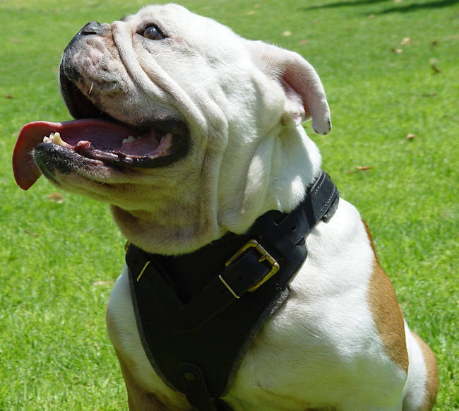 Agitation/walking Leather Dog Harness english bulldog [H1