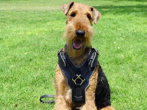 Exclusive Luxury Handcrafted Padded Leather Dog Harness-Airedale